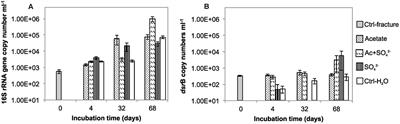 Response of Deep Subsurface Microbial Community to Different Carbon Sources and Electron Acceptors during ∼2 months Incubation in Microcosms